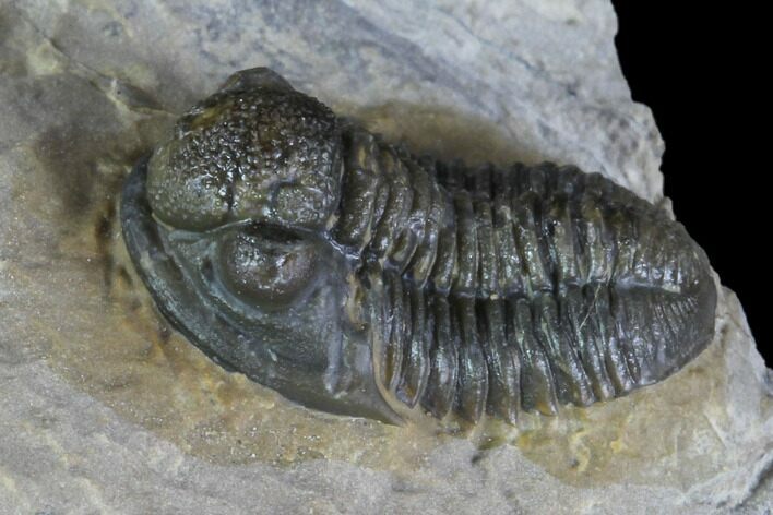 Gerastos Trilobite Fossil - Morocco #87559
